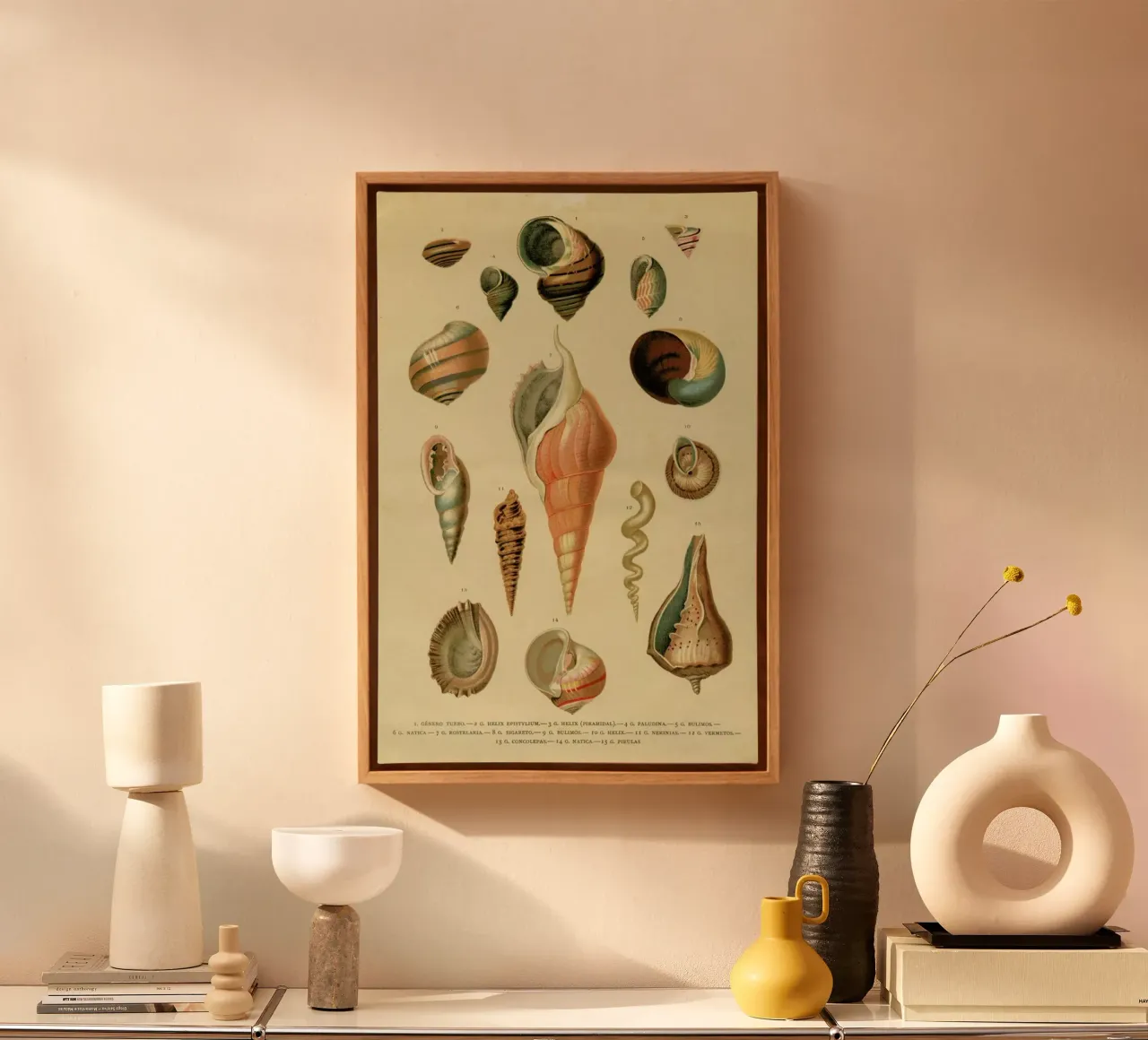 Mollusc Shells canvas by Flora & Fauna