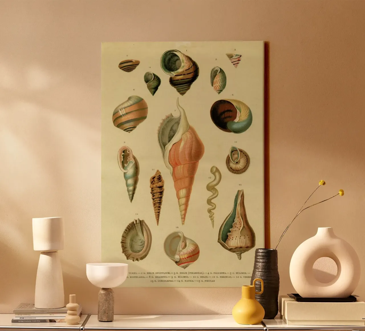 Mollusc Shells tela con Cornice a cassetta da Flora & Fauna