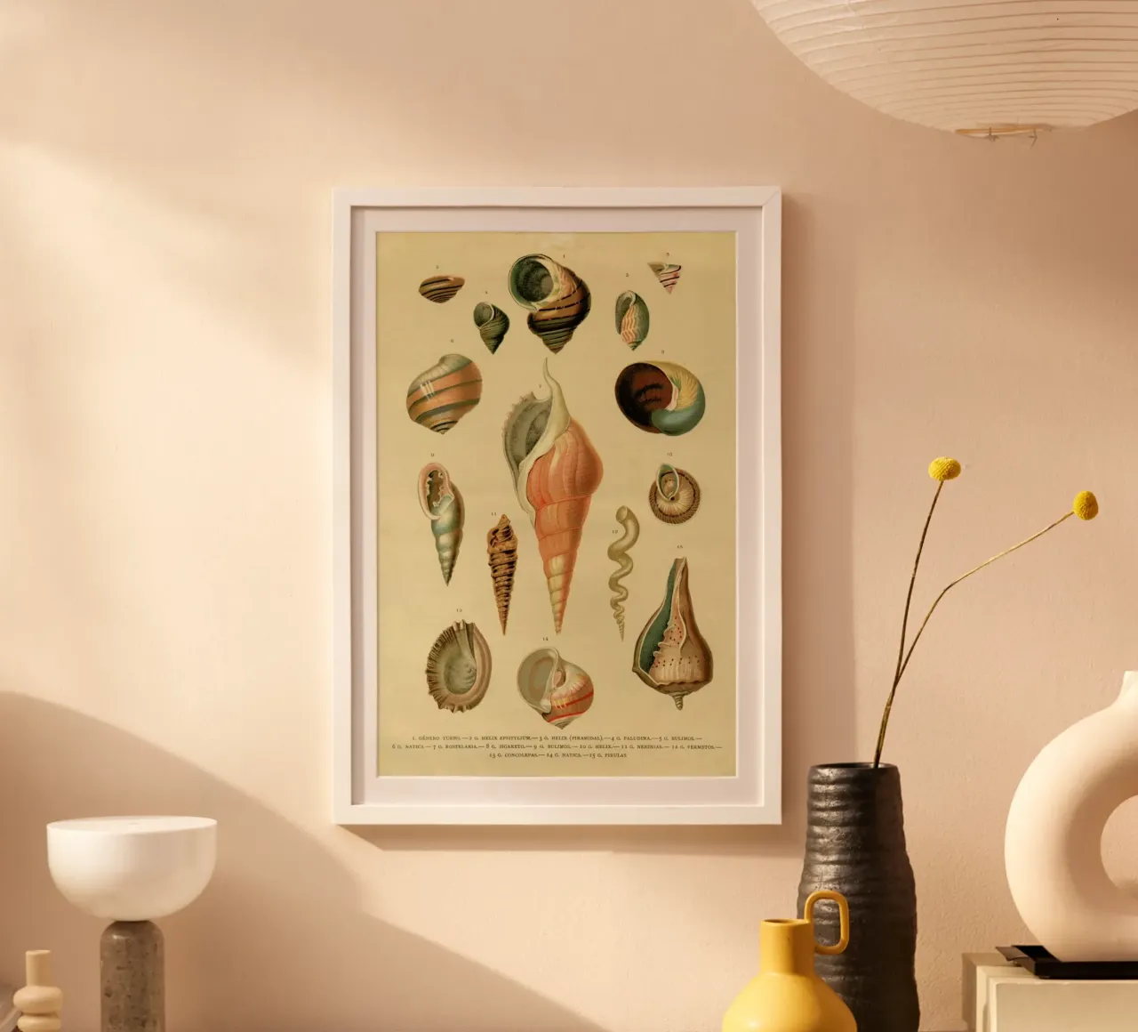 Mollusc Shells poster da Flora & Fauna