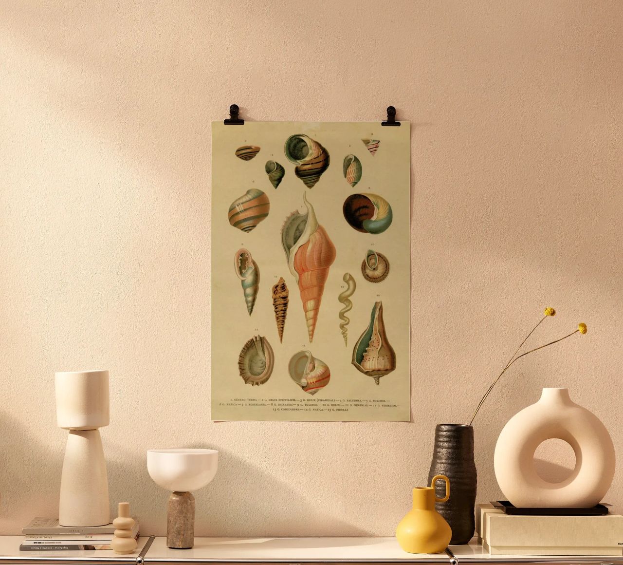 Mollusc Shells poster de Flora & Fauna