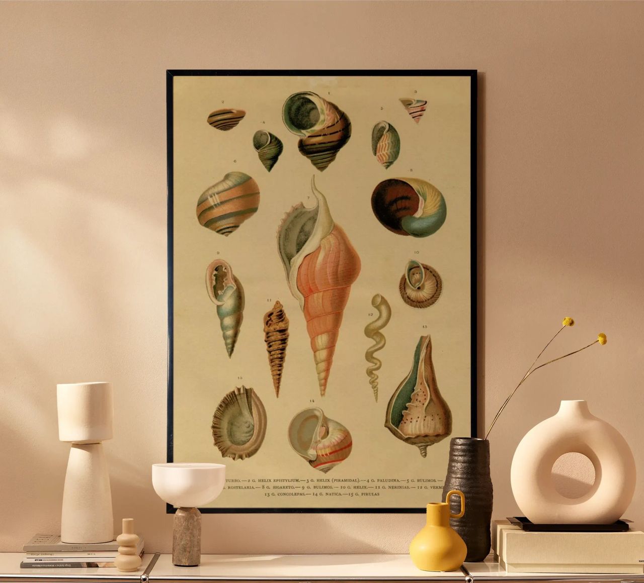 Mollusc Shells poster de Flora & Fauna
