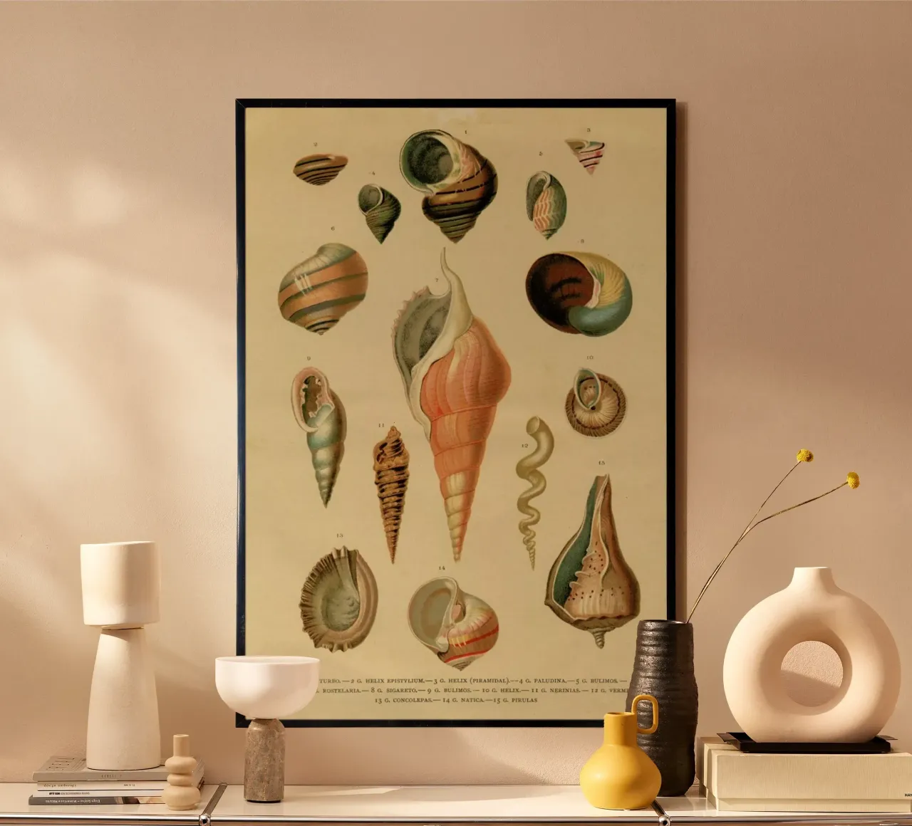 Mollusc Shells poster da Flora & Fauna