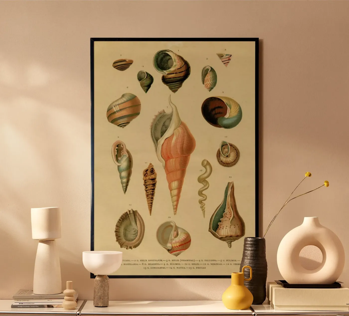Mollusc Shells poster van Flora & Fauna
