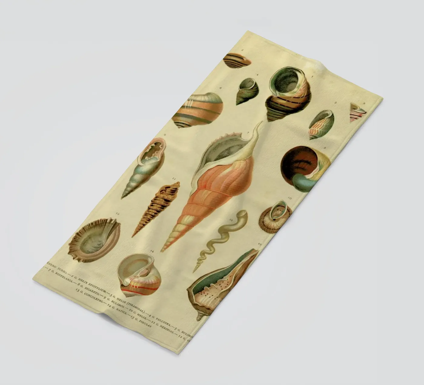 Mollusc Shells serviette de plage de Flora & Fauna
