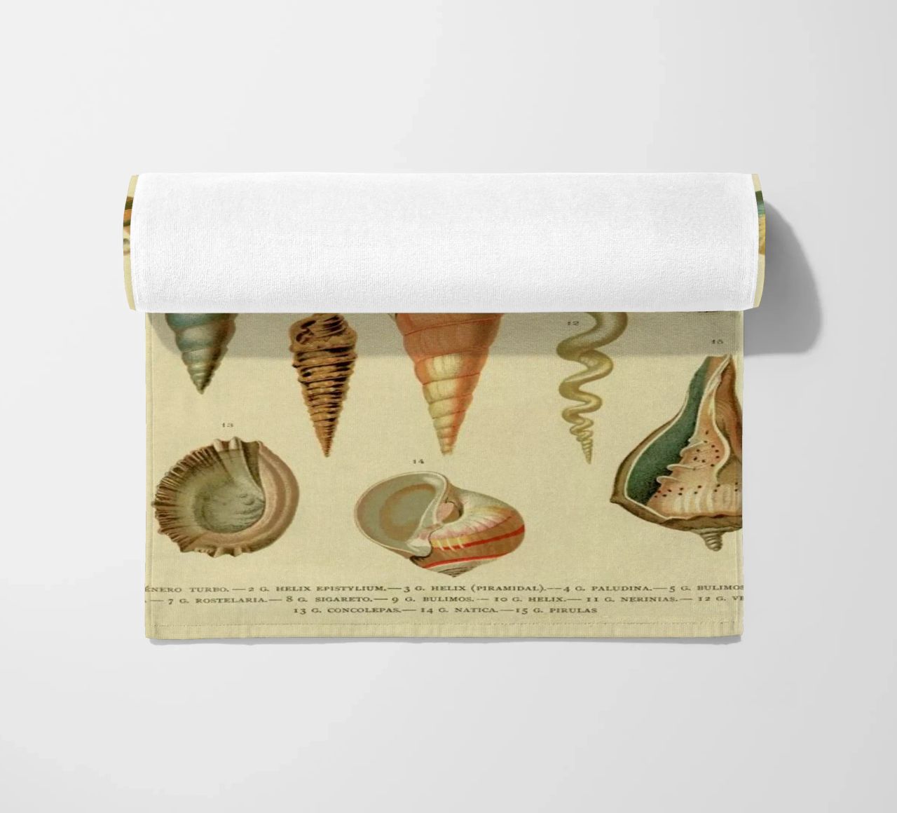 Mollusc Shells telo mare da Flora & Fauna