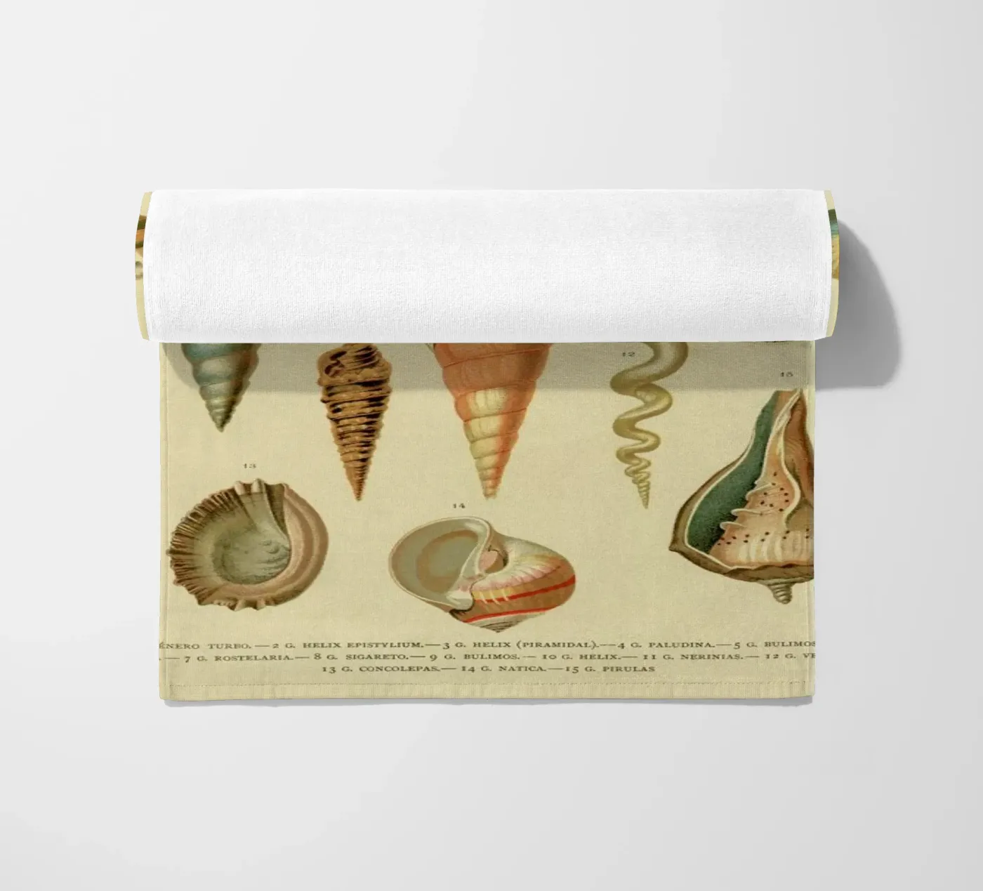 Mollusc Shells serviette de plage de Flora & Fauna