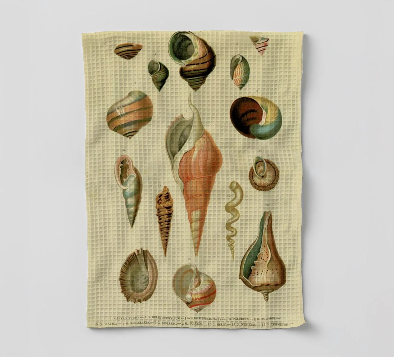 Mollusc Shells paño de cocina de Flora & Fauna