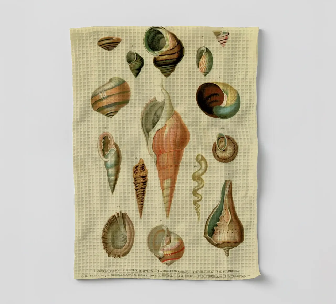Mollusc Shells canovaccio da cucina da Flora & Fauna