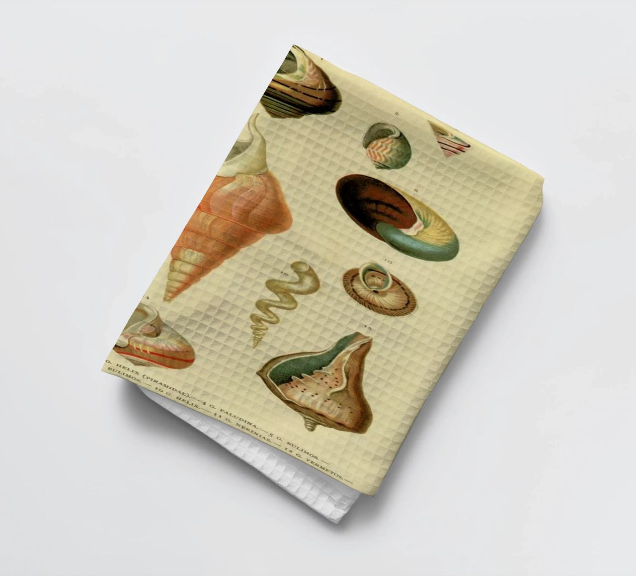 Mollusc Shells paño de cocina de Flora & Fauna