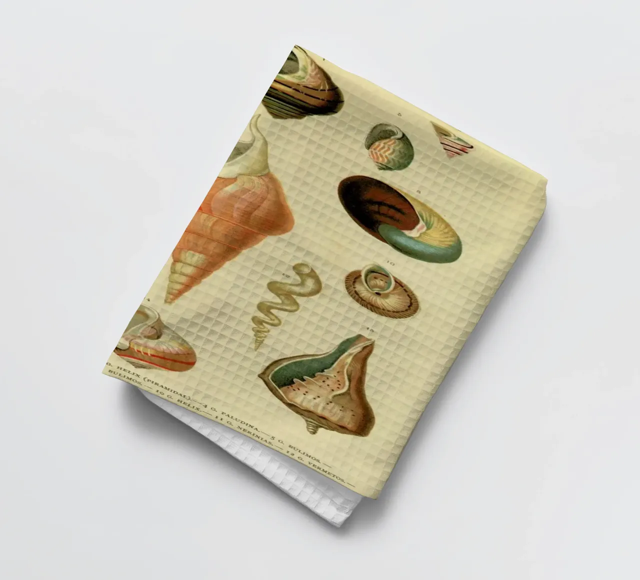 Mollusc Shells canovaccio da cucina da Flora & Fauna
