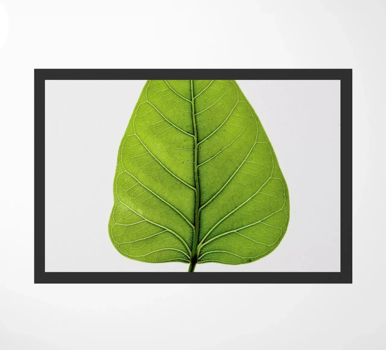 Religiosa zerbino da Shot By Clint