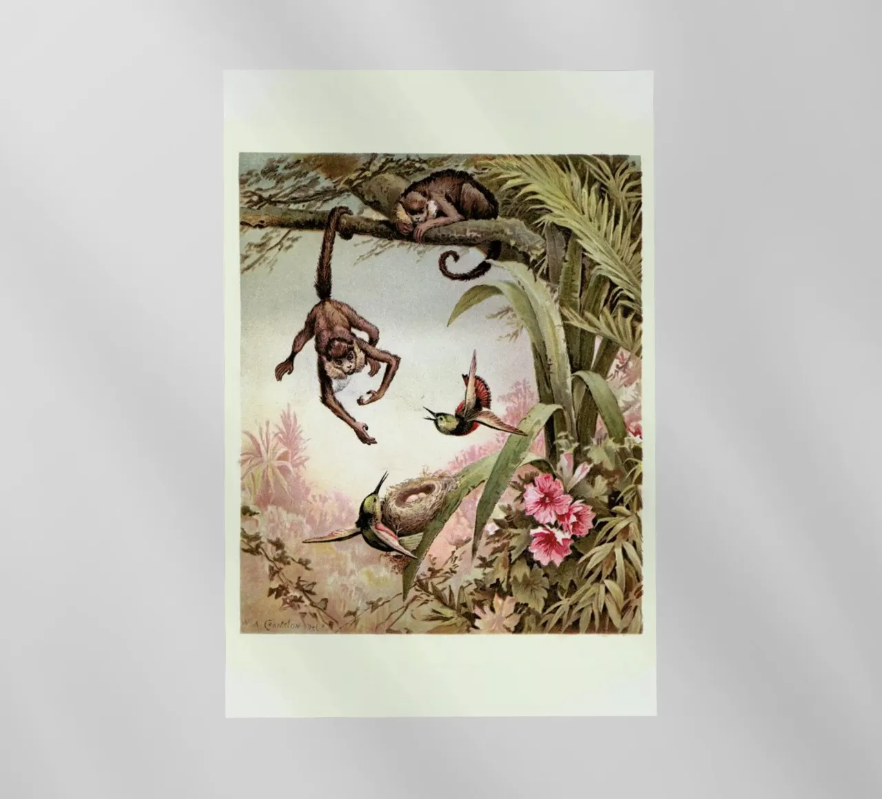 Monkeys pellicola backlit da Flora & Fauna