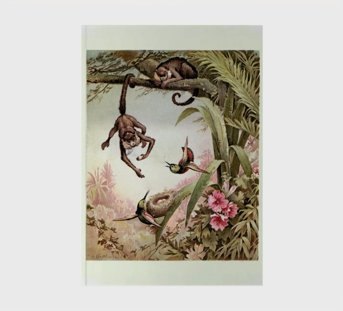 Monkeys notebook by Flora & Fauna
