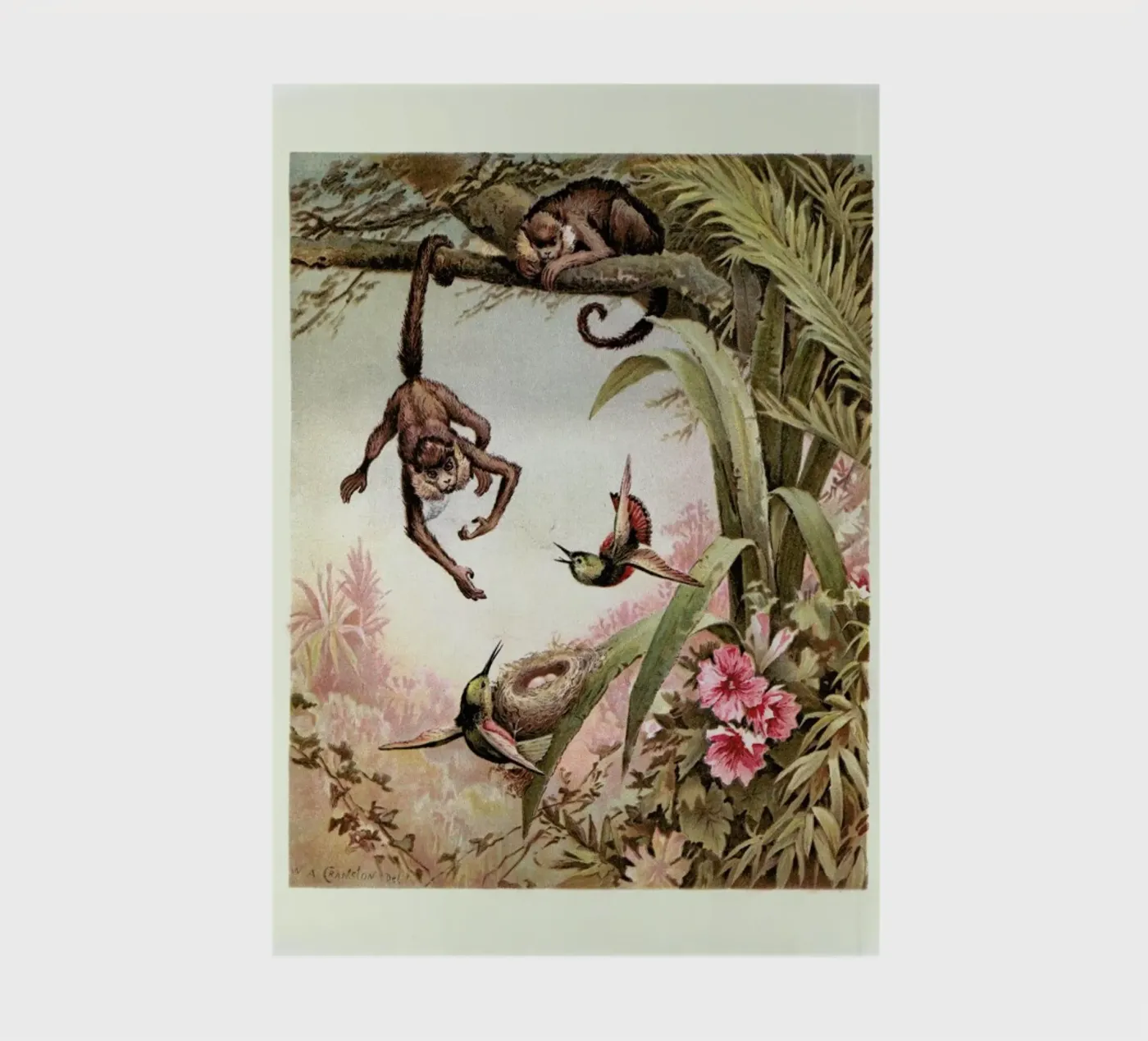 Monkeys notebook by Flora & Fauna