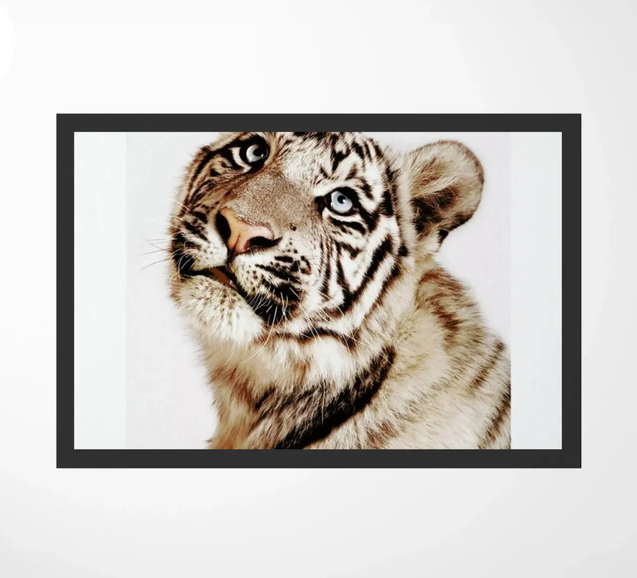 King in the Making zerbino da Natural Kingdom