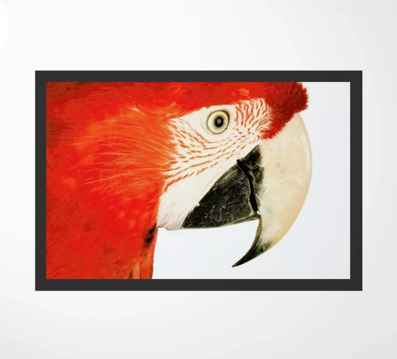 Royal Red Parrot zerbino da Natural Kingdom