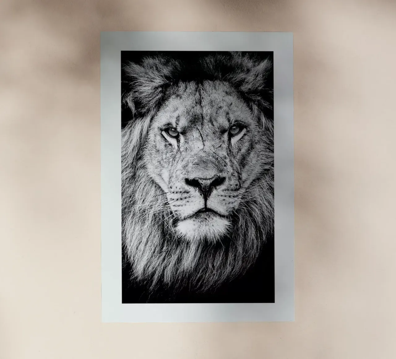 Portrait of a Regal Lion backlit folie van Natural Kingdom