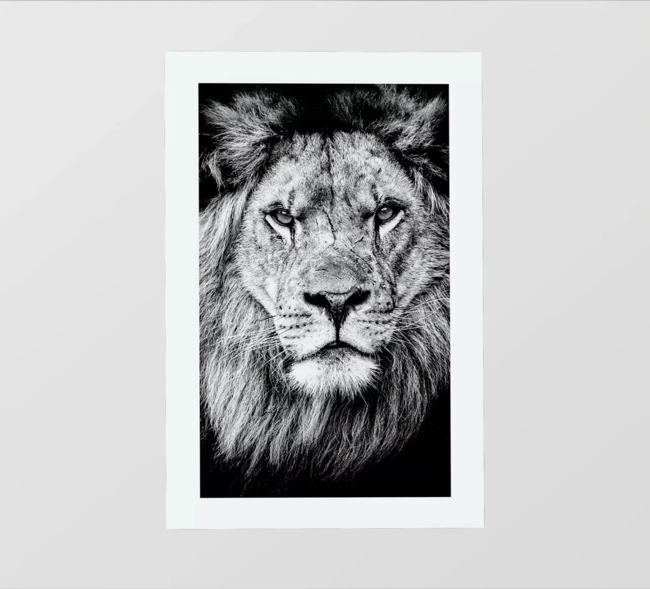 Portrait of a Regal Lion backlit folie van Natural Kingdom