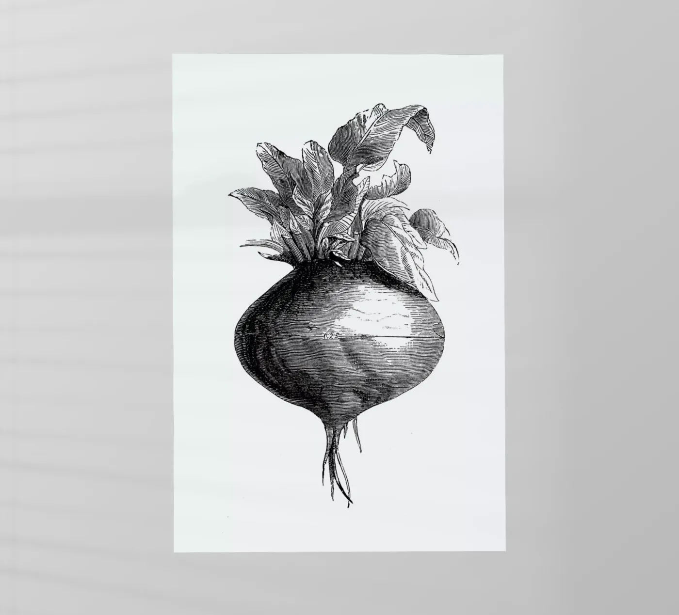 Beetroot II pellicola backlit da Flora & Fauna