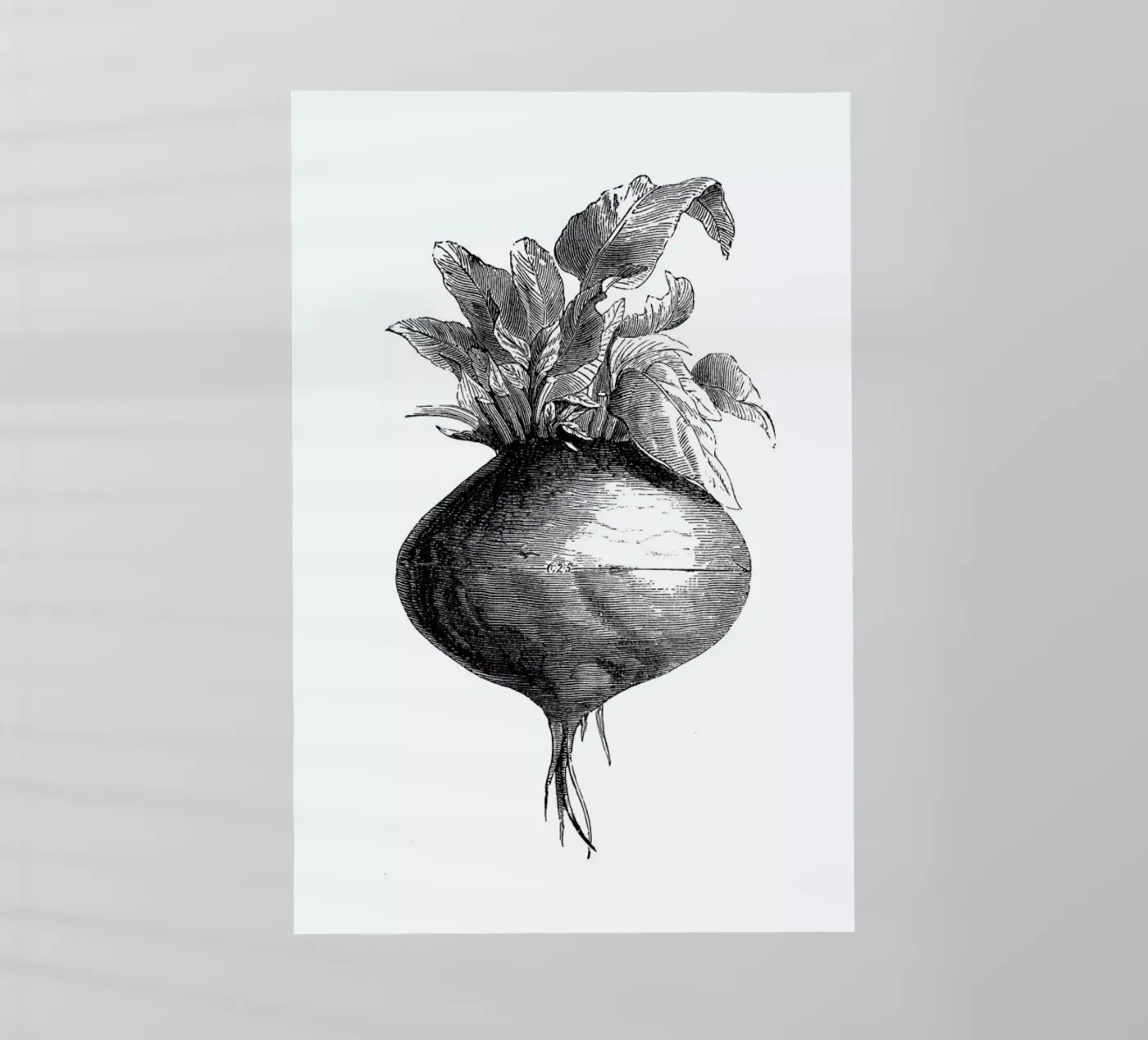Beetroot II pellicola backlit da Flora & Fauna