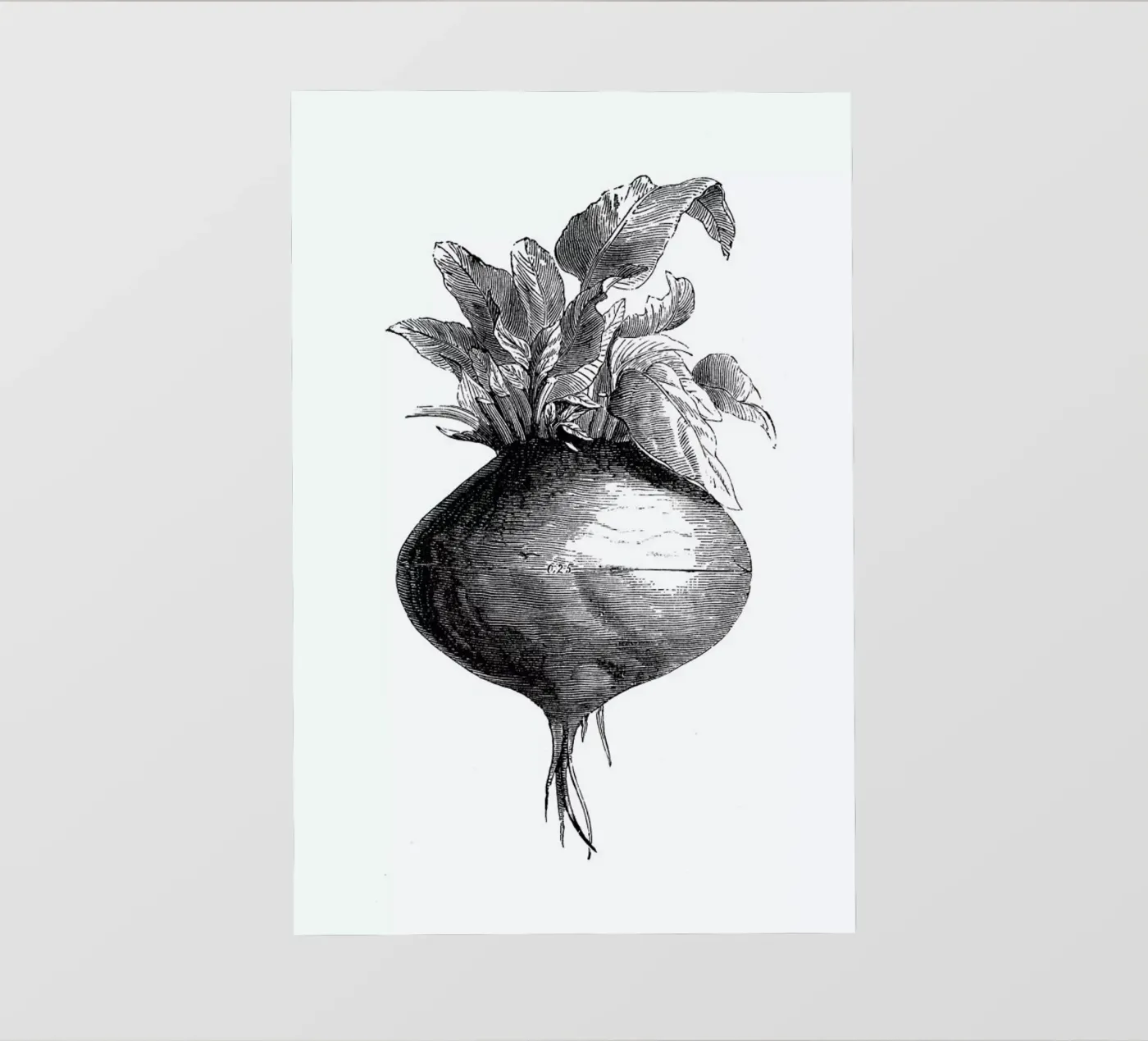 Beetroot II pellicola backlit da Flora & Fauna