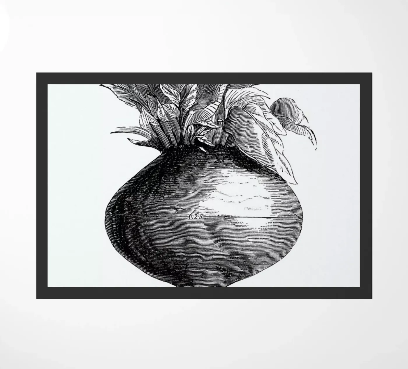 Beetroot II Fußmatte von Flora & Fauna