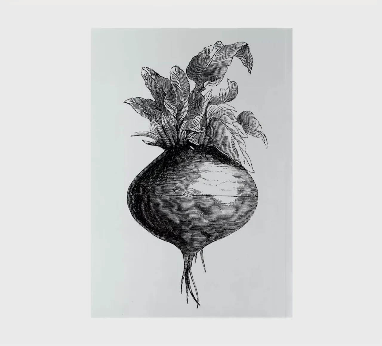 Beetroot II notebook by Flora & Fauna