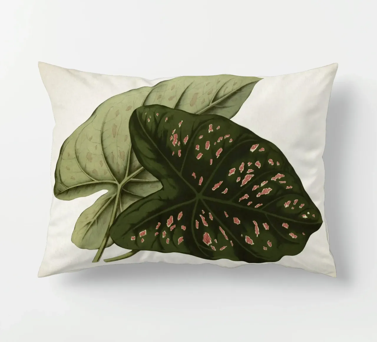 Vintage Houtte 1 Caladium Neumannii cuscino da Vintage Print Collection