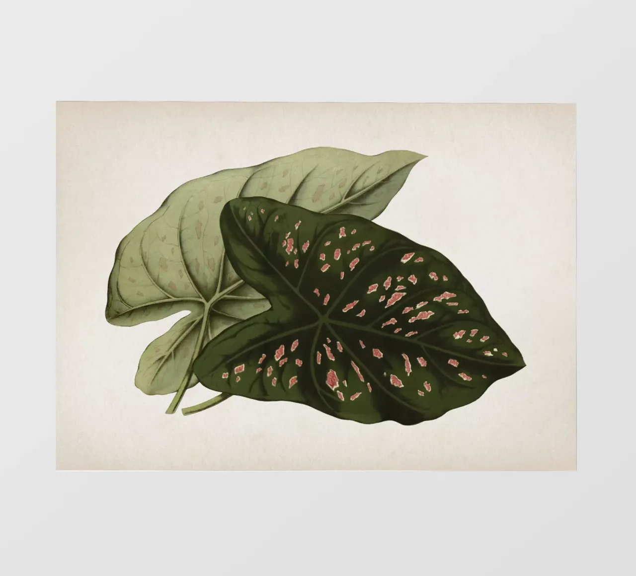 Vintage Houtte 1 Caladium Neumannii telo in pvc da Vintage Print Collection