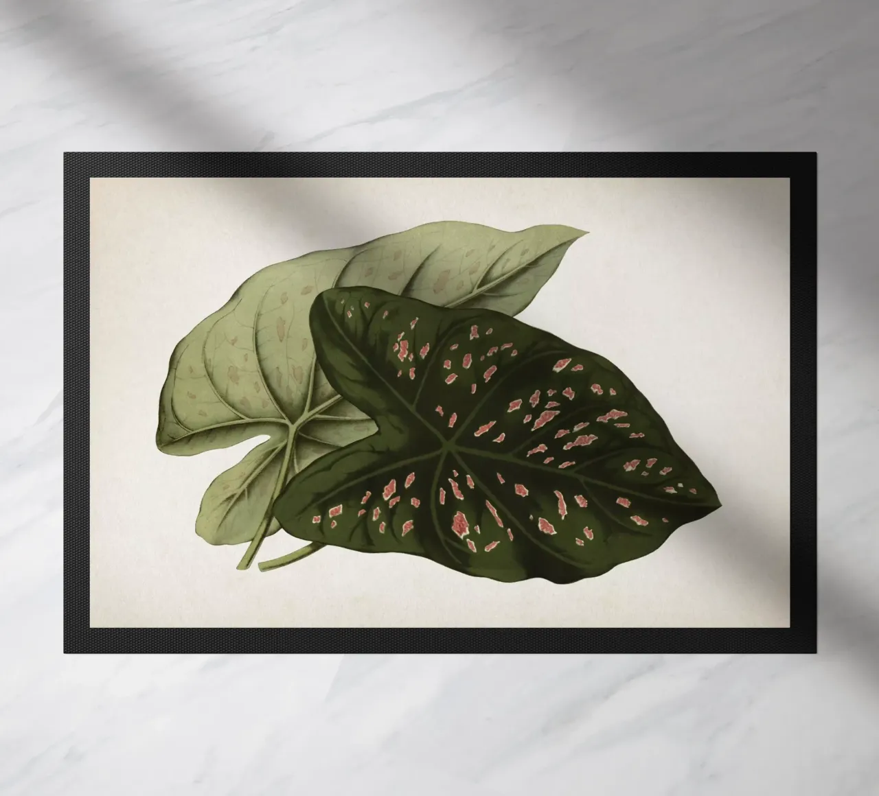 Vintage Houtte 1 Caladium Neumannii zerbino da Vintage Print Collection