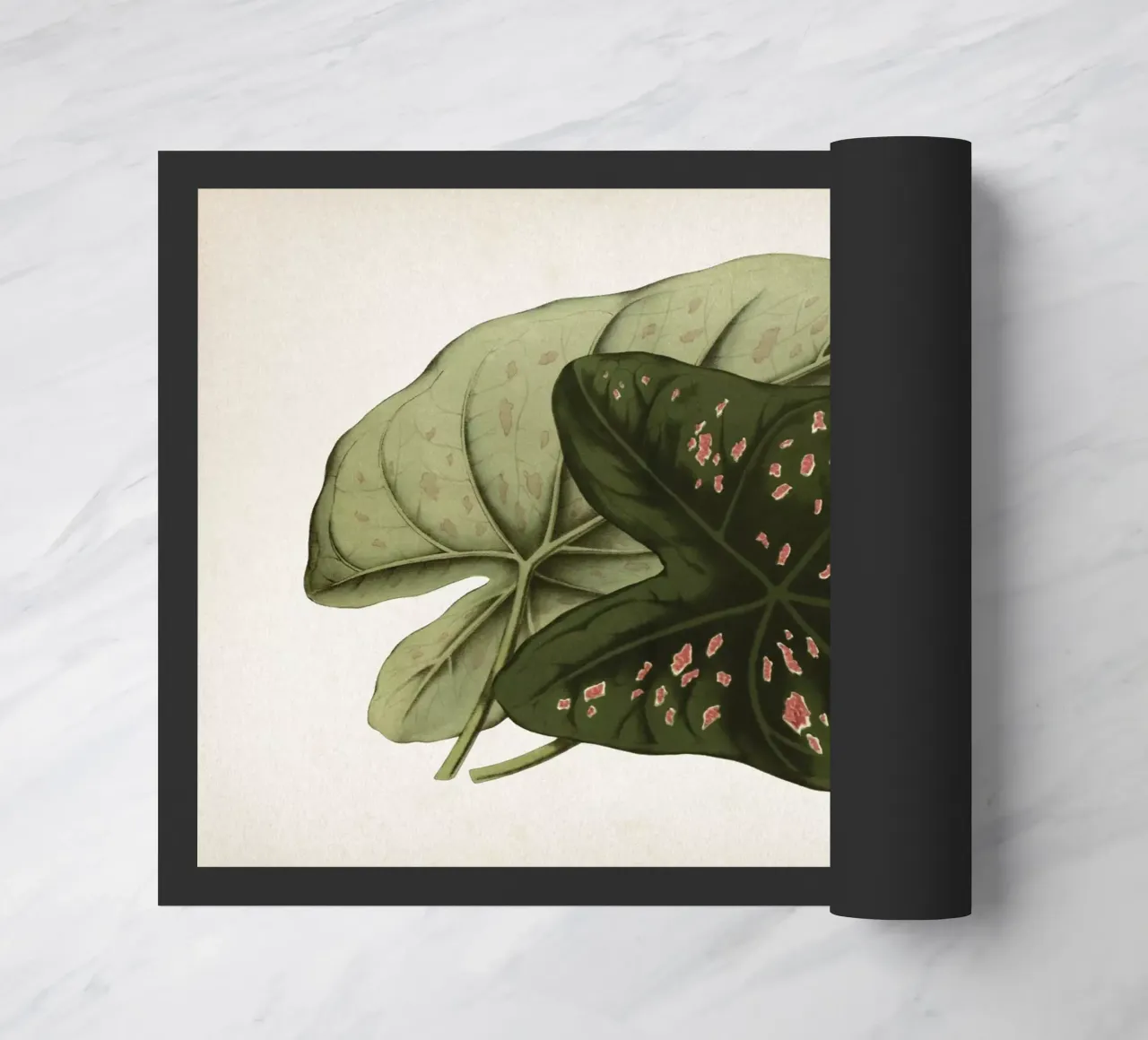 Vintage Houtte 1 Caladium Neumannii zerbino da Vintage Print Collection