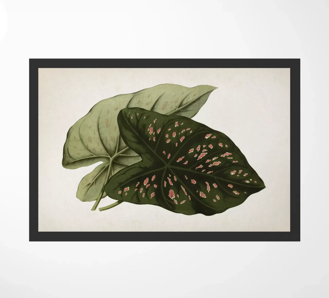 Vintage Houtte 1 Caladium Neumannii zerbino da Vintage Print Collection