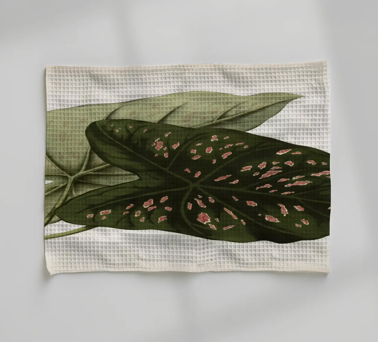 Vintage Houtte 1 Caladium Neumannii canovaccio da cucina da Vintage Print Collection