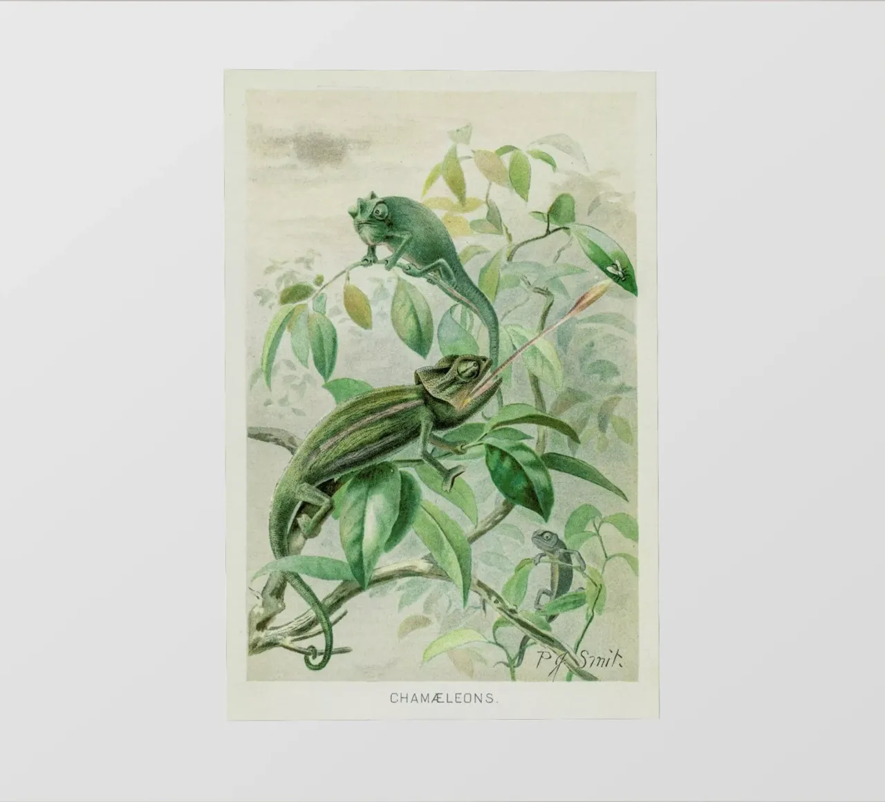 Chameleons pellicola backlit da Flora & Fauna