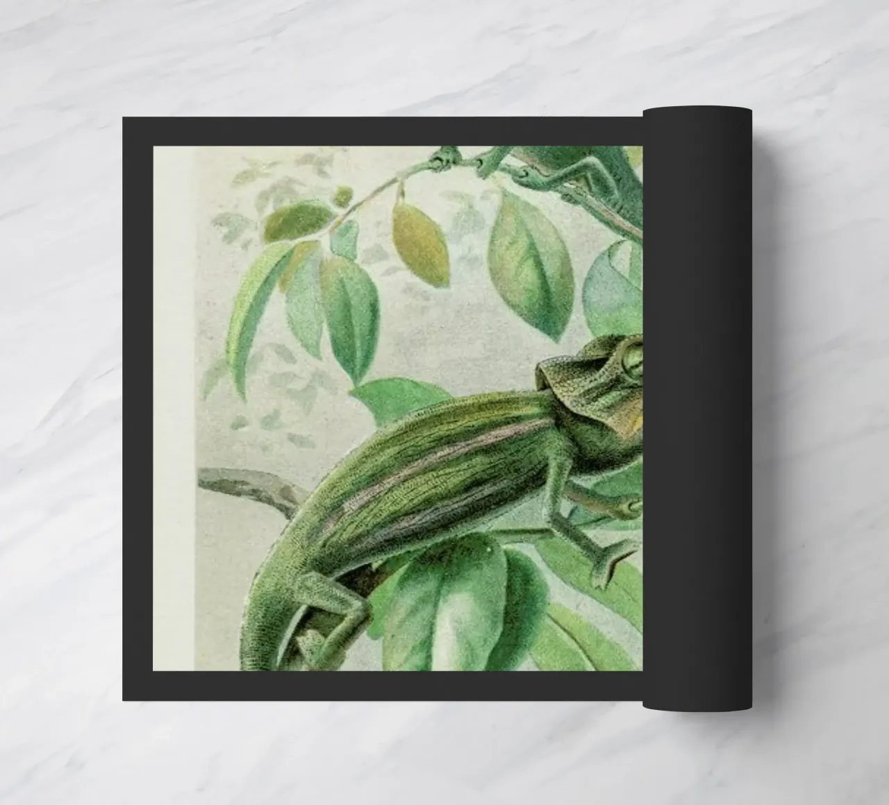 Chameleons zerbino da Flora & Fauna