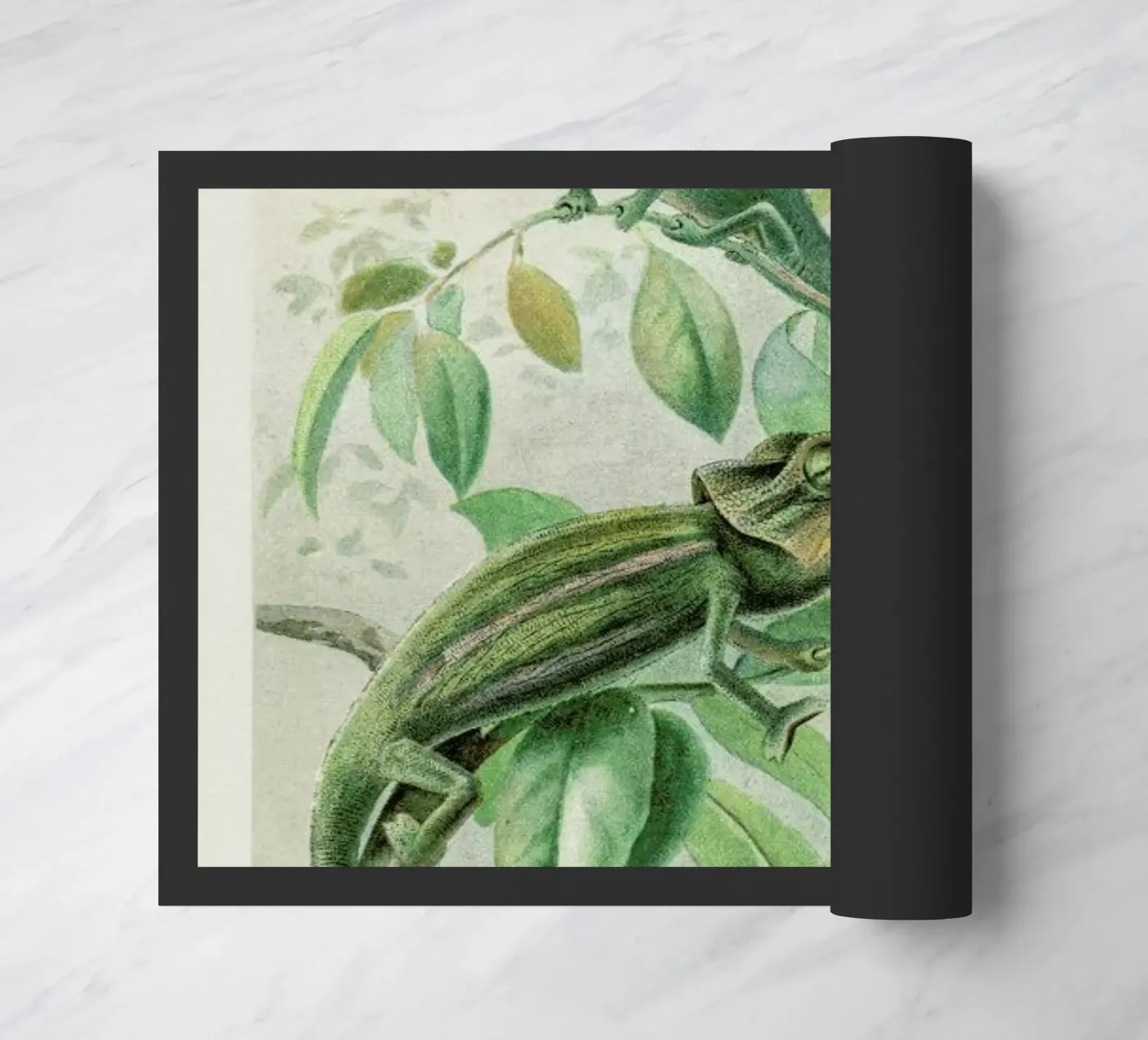 Chameleons zerbino da Flora & Fauna