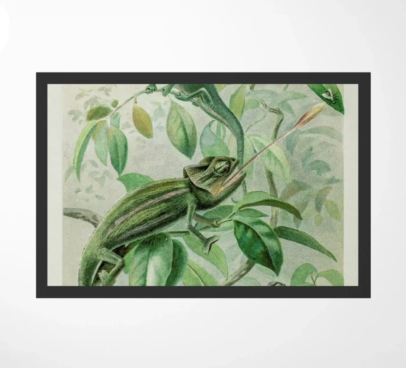 Chameleons zerbino da Flora & Fauna