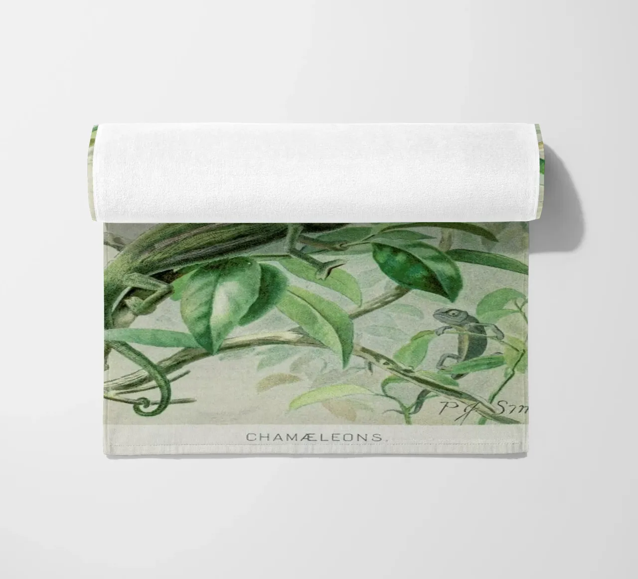 Chameleons telo mare da Flora & Fauna