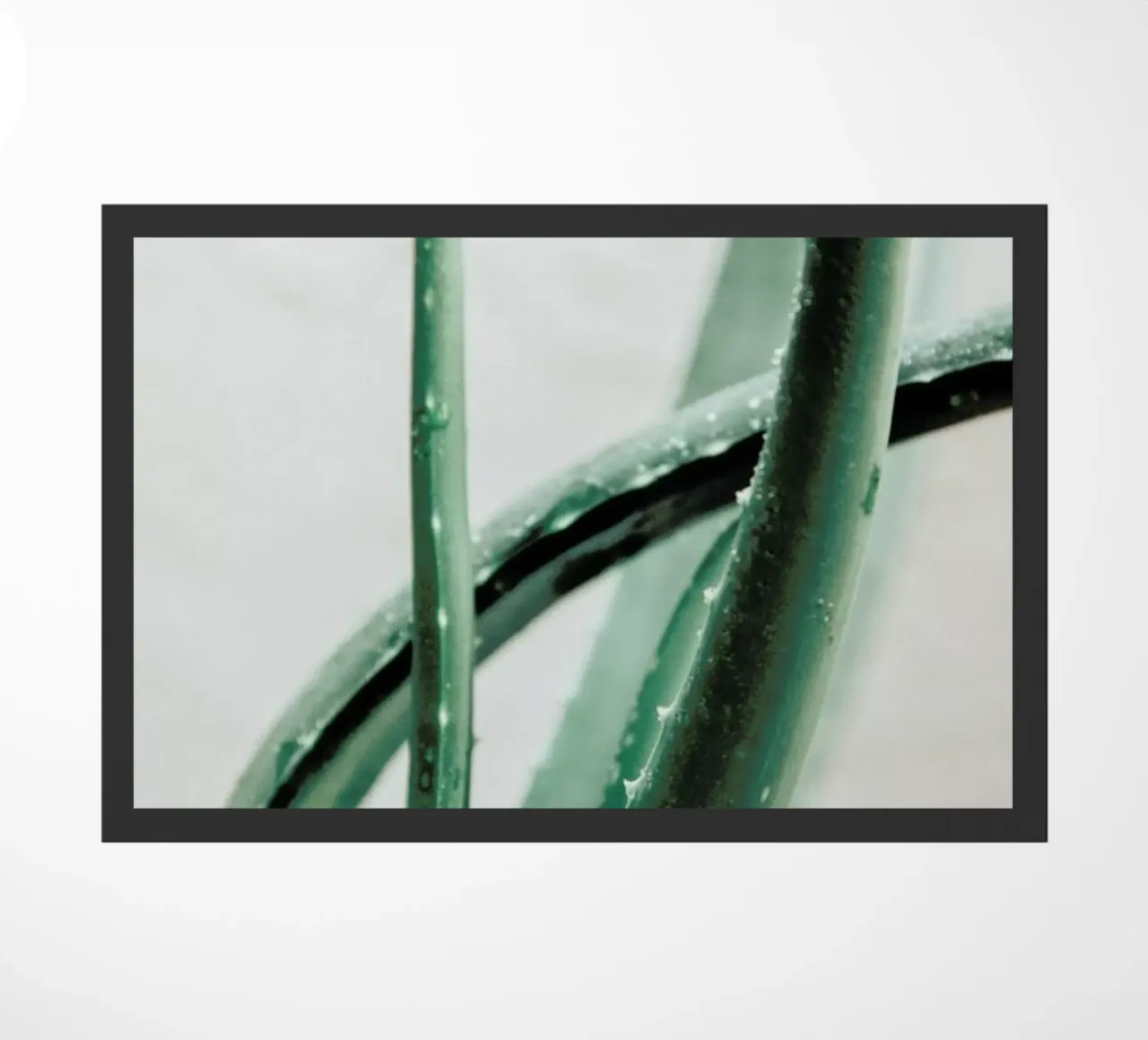 Aloe Vera zerbino da Flora & Fauna