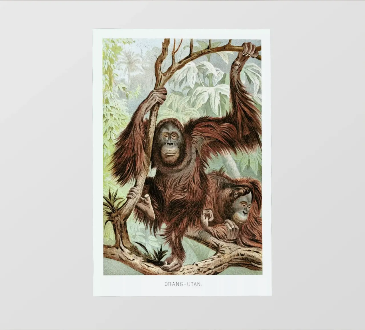 Orangutan pair telo in pvc da Flora & Fauna