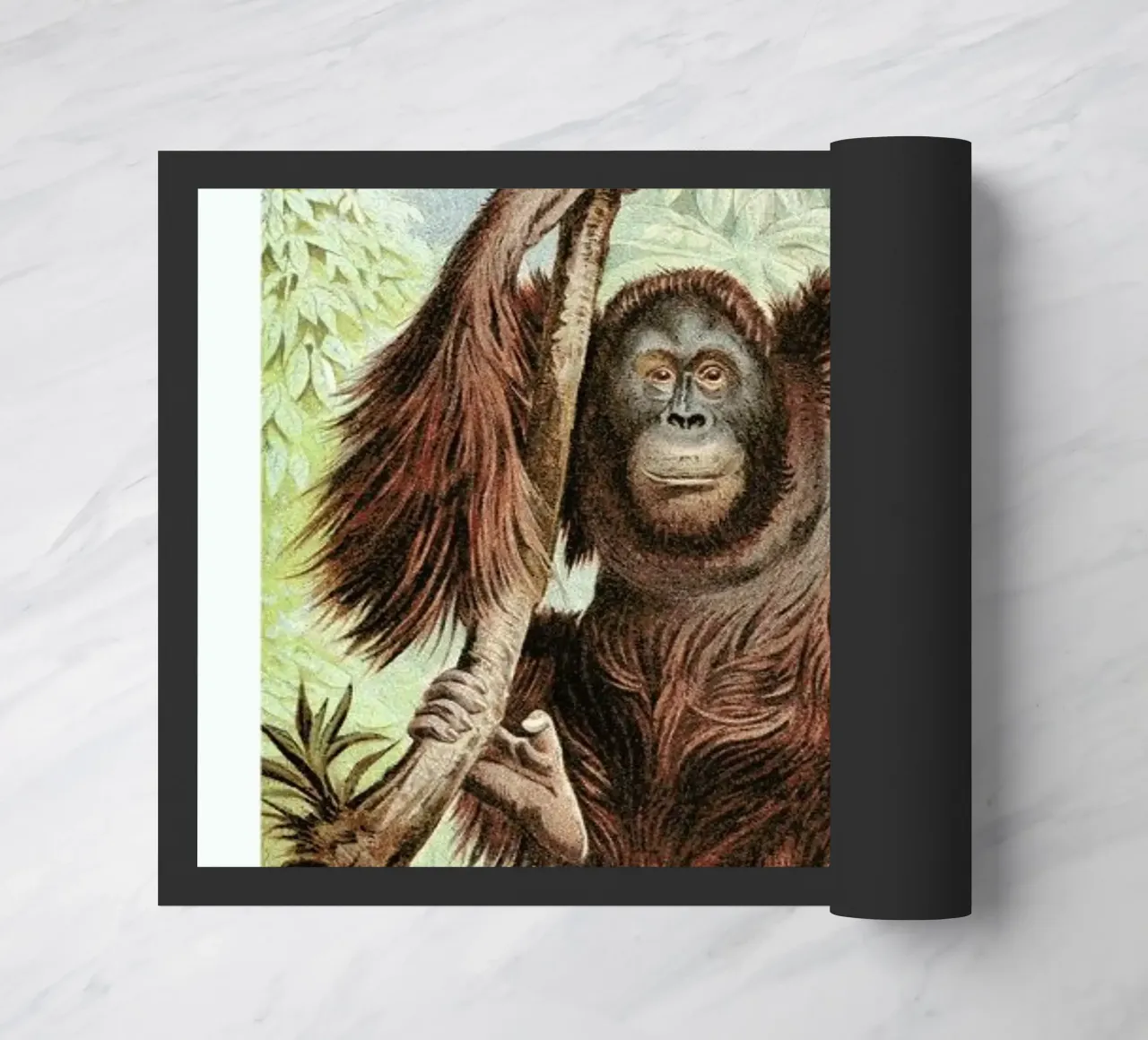 Orangutan pair zerbino da Flora & Fauna