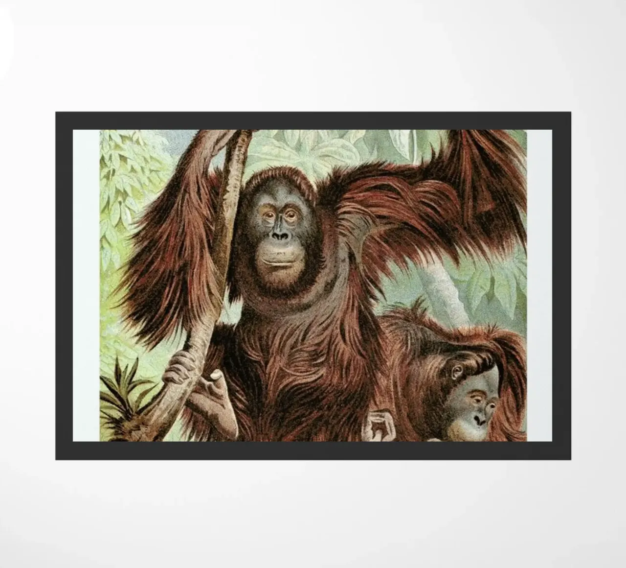 Orangutan pair zerbino da Flora & Fauna