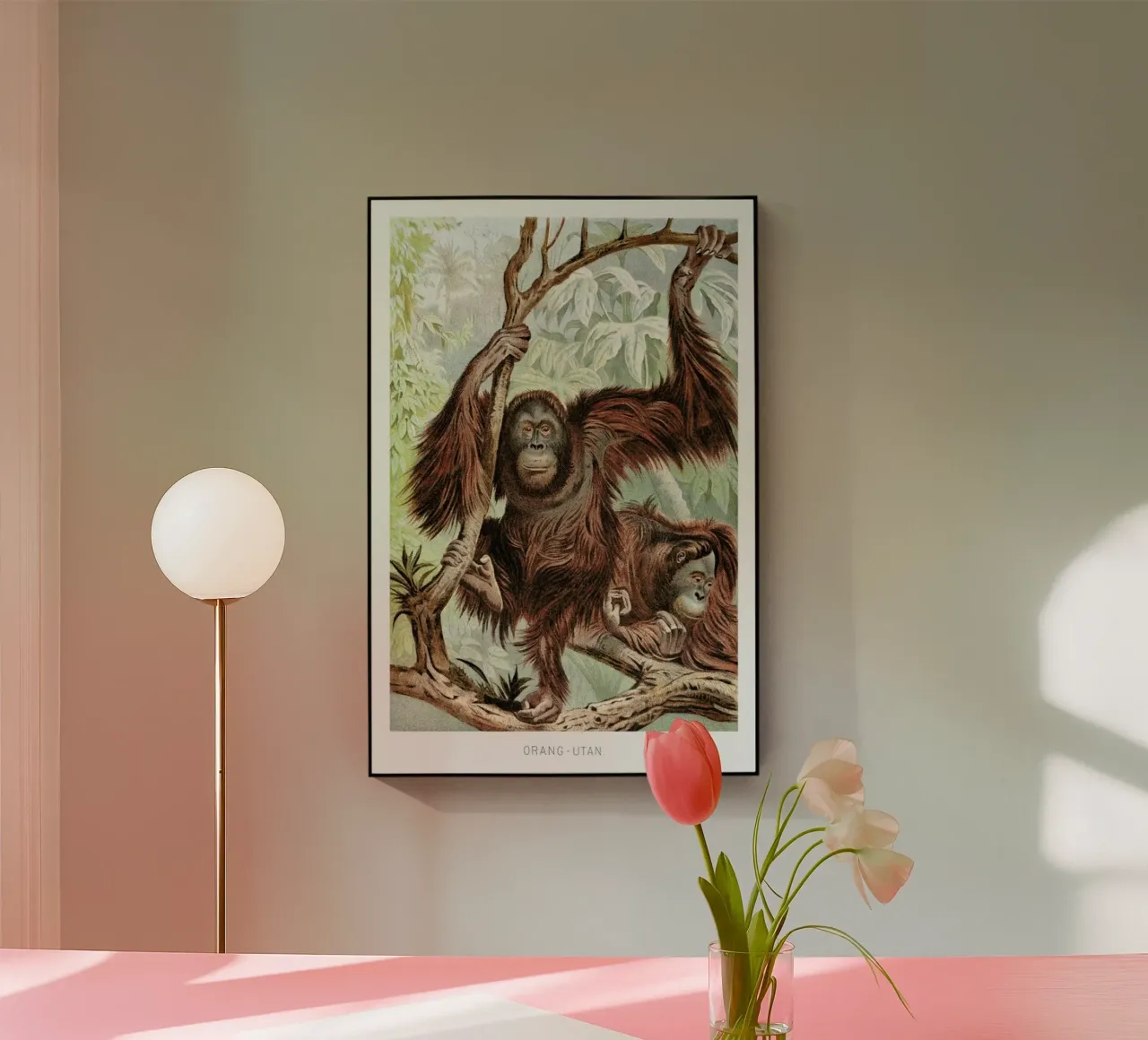 Orangutan pair plexiglass da Flora & Fauna