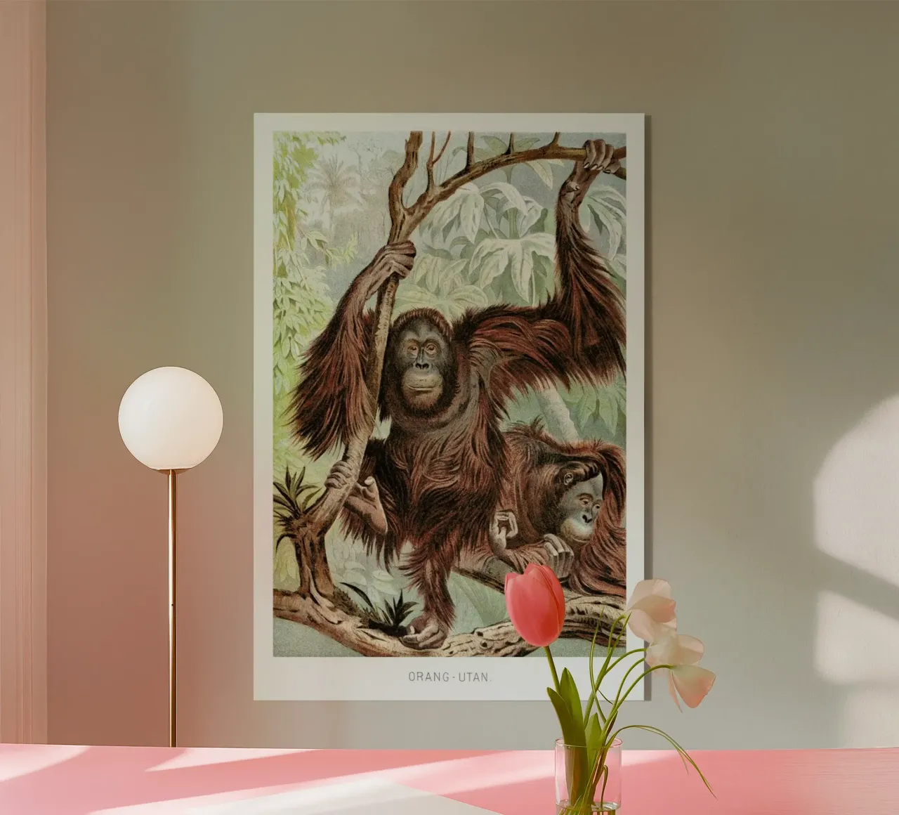 Orangutan pair plexiglass da Flora & Fauna