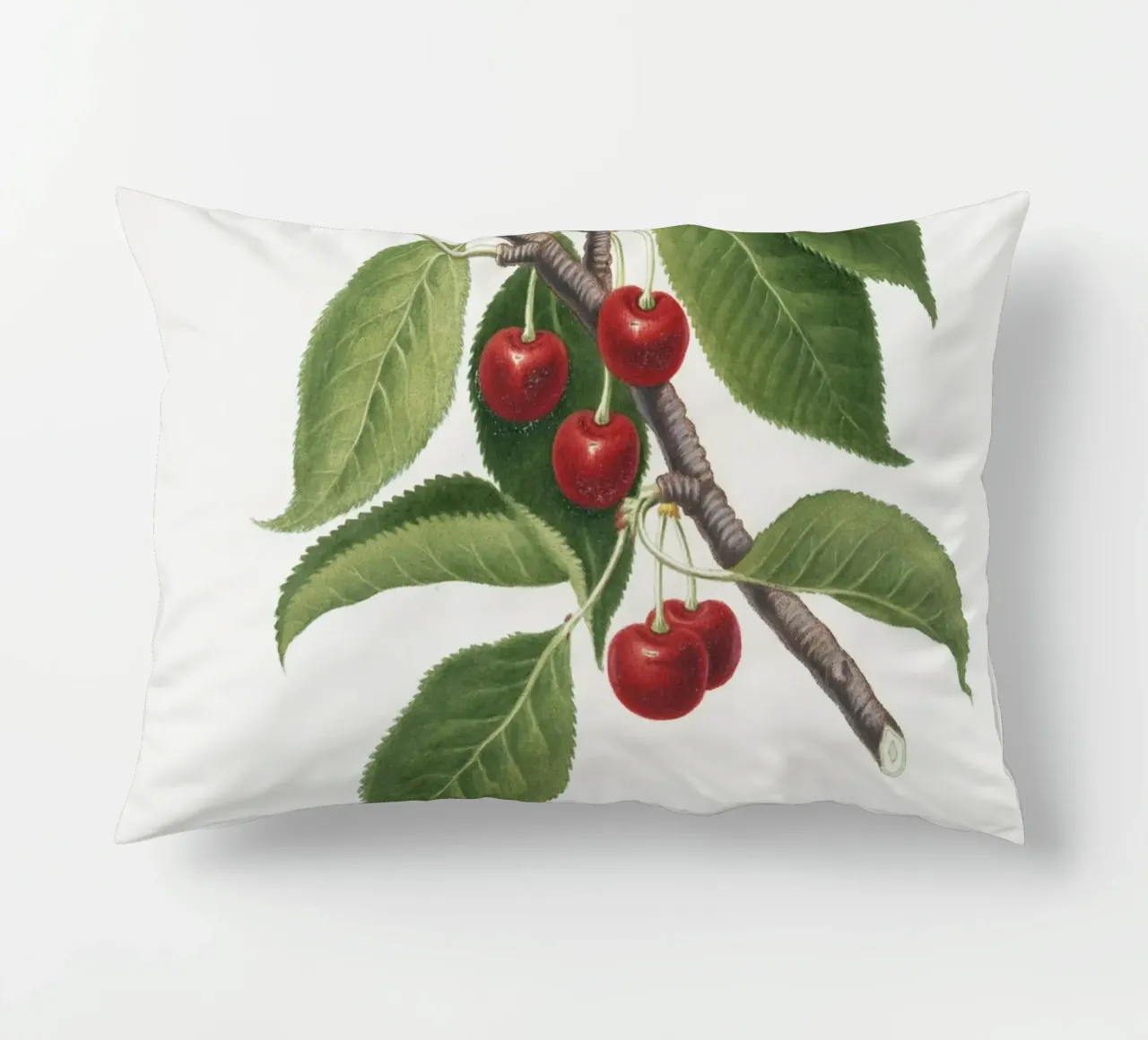 Sour cherry botanical illustration print decorative cushion by Pretty Flowers Vintage Botanicals