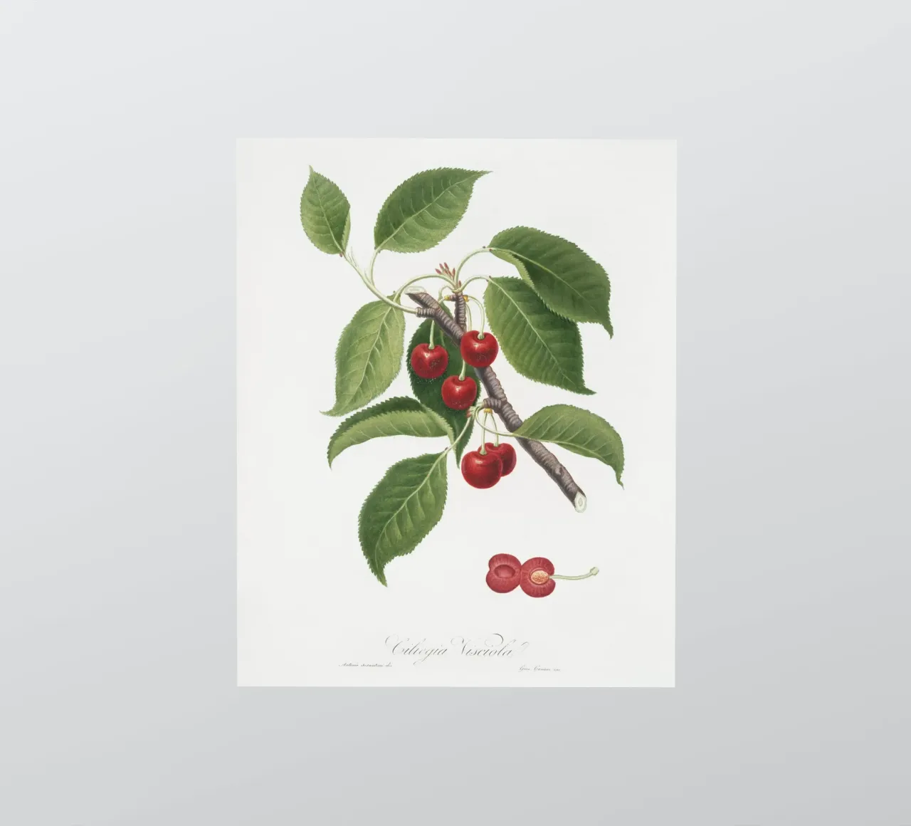 Sour cherry botanical illustration print sticker by Pretty Flowers Vintage Botanicals