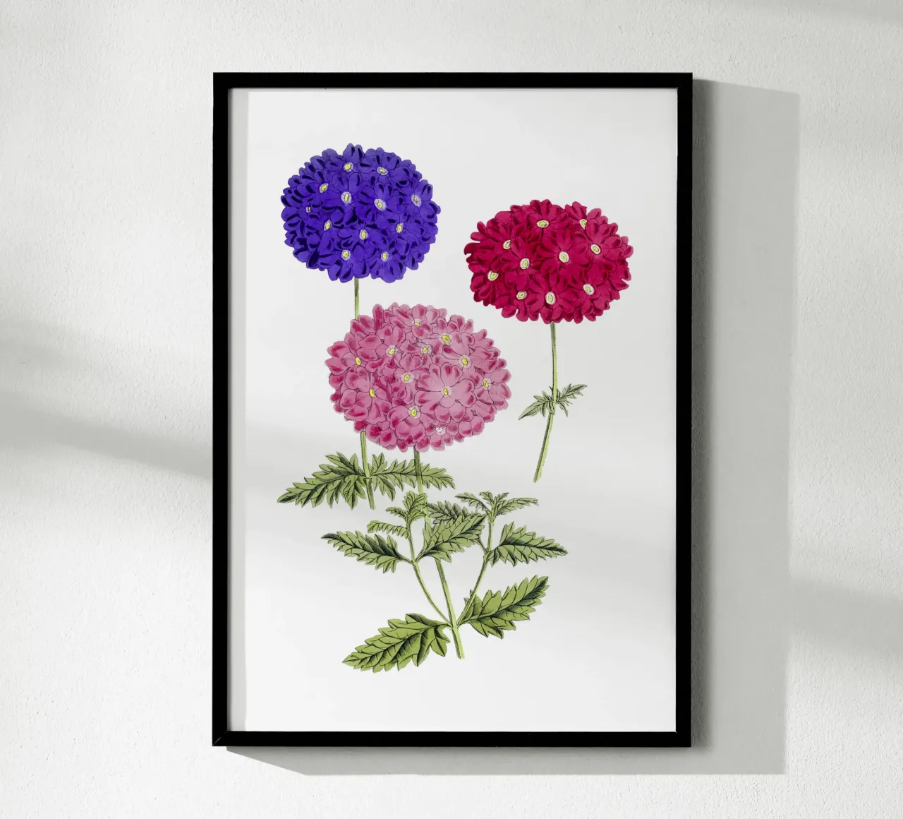 illustrazione di ortensie in fiore poster con telaio in alluminio da Pretty Flowers Vintage Botanicals