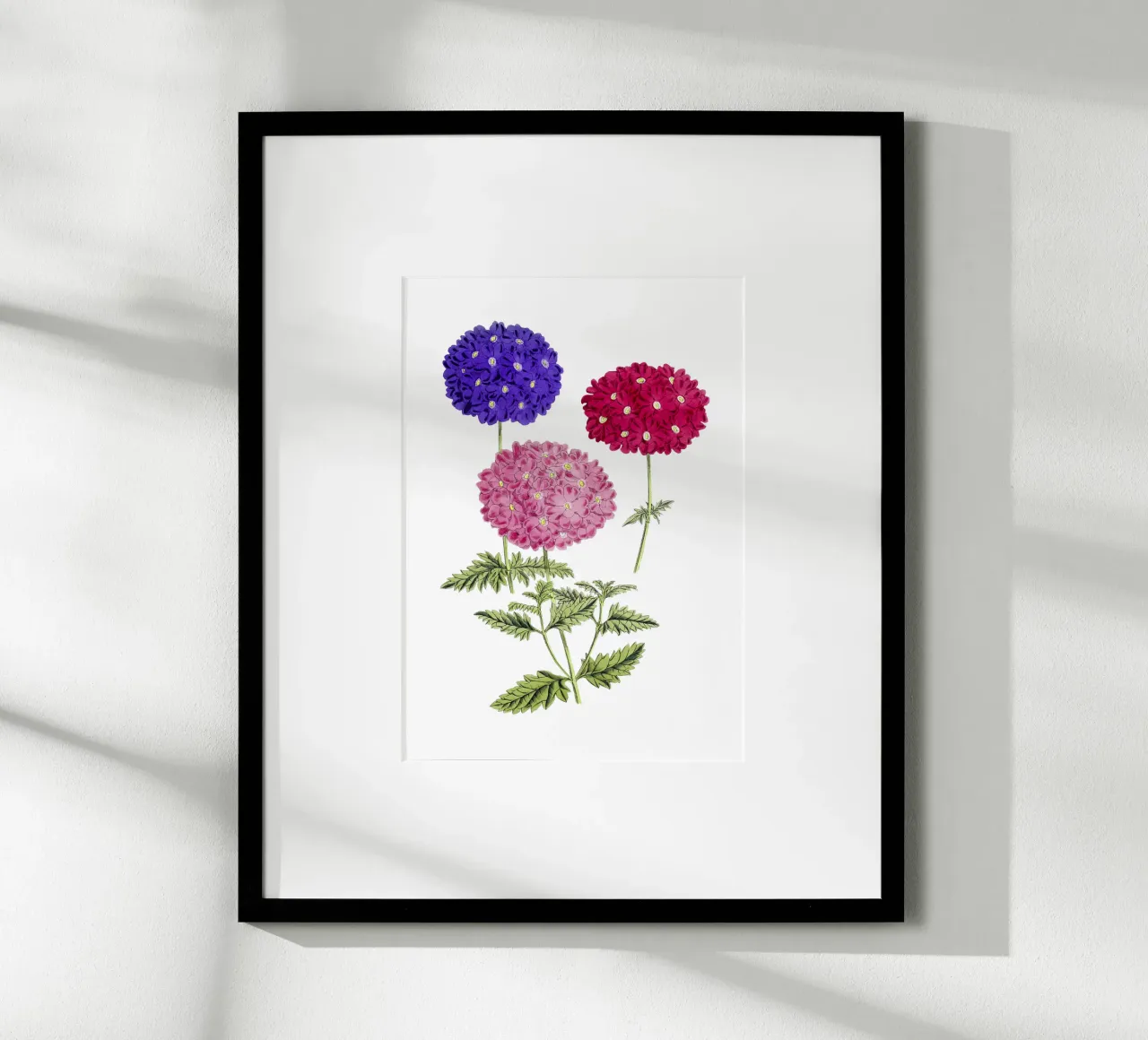 illustrazione di ortensie in fiore poster con telaio in alluminio da Pretty Flowers Vintage Botanicals