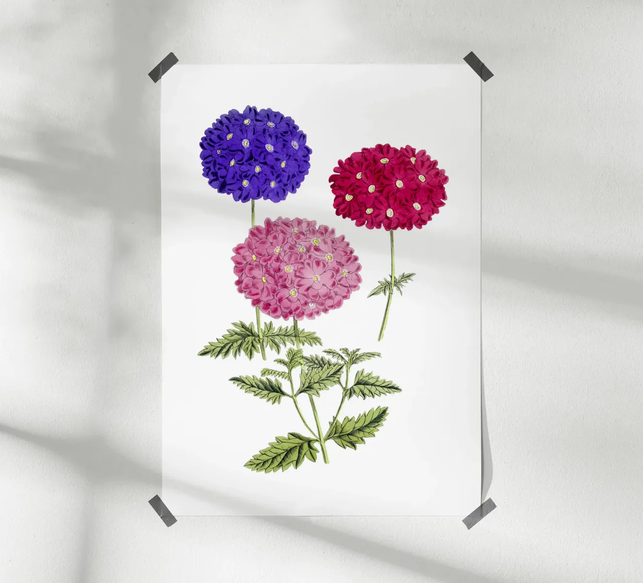 illustrazione di ortensie in fiore poster con telaio in alluminio da Pretty Flowers Vintage Botanicals