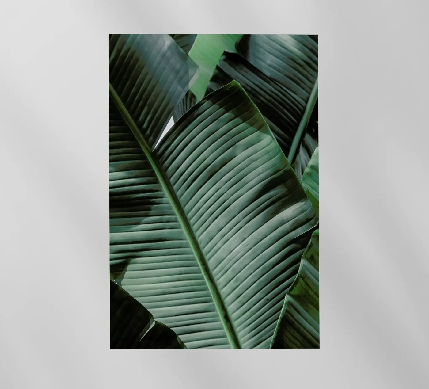 Natal pellicola backlit da Shot By Clint